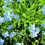 Flowering plants include all the major food crops, grasses, most broad-leaved trees and most aquatic plants. | File photo