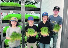 Reese Bert, left, Noah Van Langen, Nate Ference and Drew Leeds hold some of the material grown with the Altario school’s hydroponics system. |  Alexis Kienlen photo