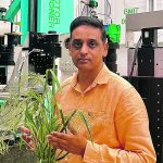 Raju Soolanayakanahally of Ag Canada holds millet he’s researching. | Janelle Rudolph photo