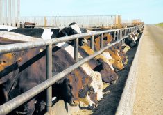 The widespread perception that cattle and other farm animals cause climate change and antimicrobial resistance problems has led to a hardening of government’s approach to the industry. | File photo