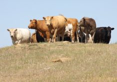 The federal government said the situation has become more challenging for producers due to climate change, when announcing a list of regions eligible for the deferral on June 14. The LTD allows producers in designated areas, who were forced to sell all or part of their breeding herd, to defer a portion of the income from those sales to a subsequent tax year. | File photo