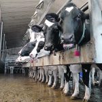 On June 17, the Canadian Food Inspection Agency updated their guidance for private veterinarians on highly pathogenic avian influenza (HPAI). The update noted the expanded eligibility for testing, and that the CFIA would cover lab test fees at any Canadian Animal Health Surveillance Network (CAHSN) lab that is approved to test samples in domestic animals. The agency will not, however, pay veterinarian fees for sample collection or shipment to the lab. | File photo