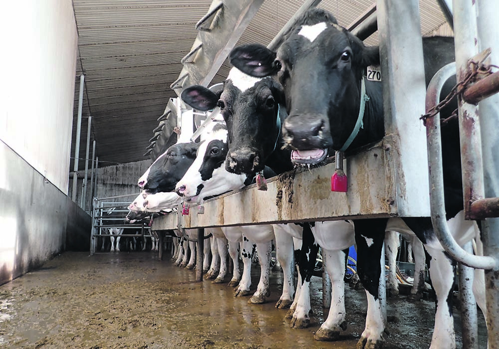 On June 17, the Canadian Food Inspection Agency updated their guidance for private veterinarians on highly pathogenic avian influenza (HPAI). The update noted the expanded eligibility for testing, and that the CFIA would cover lab test fees at any Canadian Animal Health Surveillance Network (CAHSN) lab that is approved to test samples in domestic animals. The agency will not, however, pay veterinarian fees for sample collection or shipment to the lab. | File photo