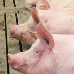 Two hogs rest on the slatted floor of an indoor pen, one appears to be sticking its tongue out.