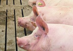 Two hogs rest on the slatted floor of an indoor pen, one appears to be sticking its tongue out.