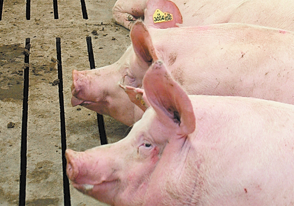 Two hogs rest on the slatted floor of an indoor pen, one appears to be sticking its tongue out.