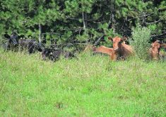 A Grasslands Conservation Initiative announced last fall is designed to protect grasslands by offering producers conservation agreements and easements. The terms rang from short-term to perpetuity and include no-break, no-drain clauses.  |  File photo