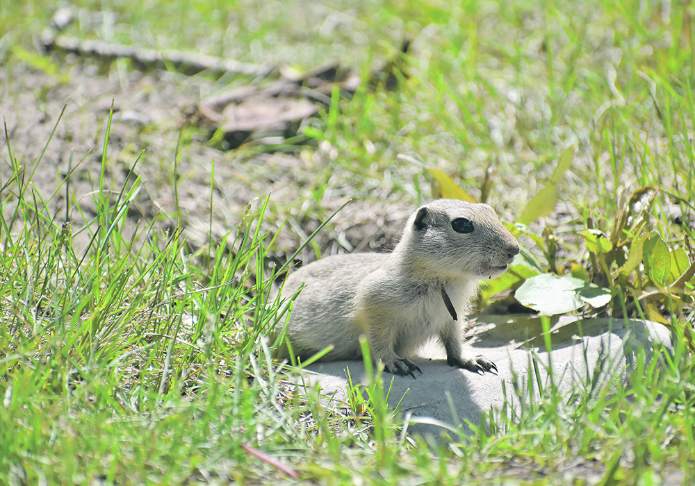 I would never have guessed that gophers could be such a big problem over such a widespread area of the southern Prairies. Unlike the control of grasshoppers and flea beetles, gophers can’t be addressed with a sprayer. | File photo