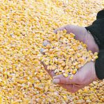 Corn supplies stored at the farm level stood at just over five billion bushels as of March 1, the second-highest on-farm stocks on record for that date, according to USDA. | File photo