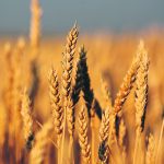 Even though spring wheat crops are just planted, market expectations for a large crop on both sides of the border are moving future spreads. | File photo