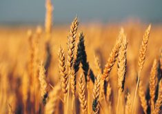 Even though spring wheat crops are just planted, market expectations for a large crop on both sides of the border are moving future spreads.  |  File photo
