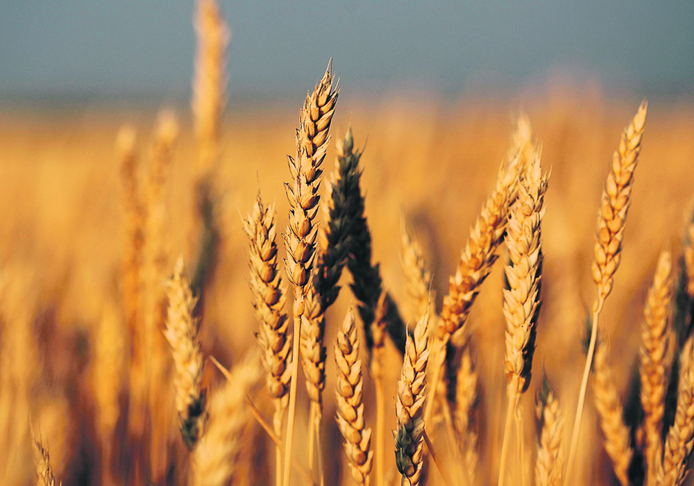 Even though spring wheat crops are just planted, market expectations for a large crop on both sides of the border are moving future spreads.  |  File photo