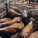 Canada has captured a tiny share of Korea’s beef imports, valued at US$4.5 billion in 2022, while the U.S. export over US$2 billion to this market yearly. | Reuters photo