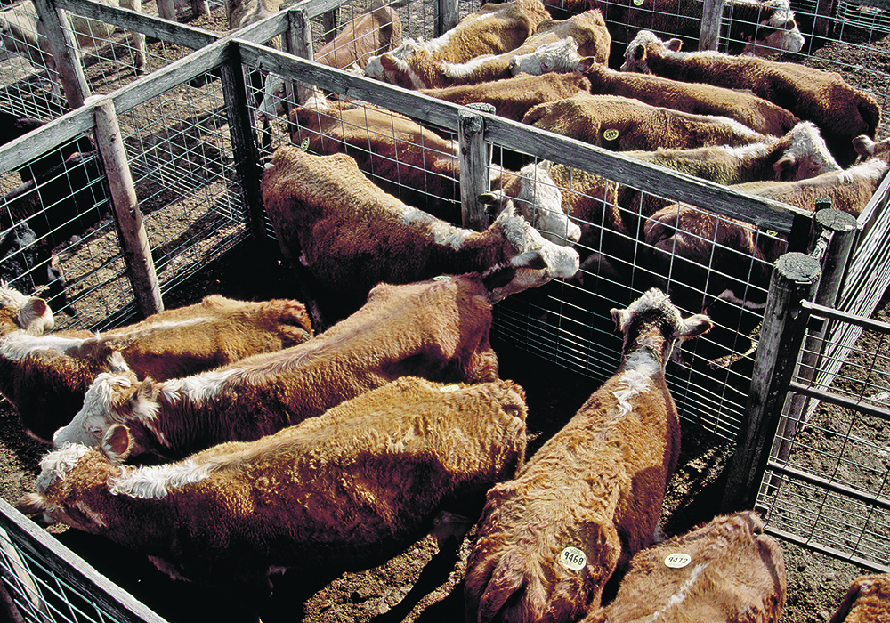 Canada has captured a tiny share of Korea’s beef imports, valued at US$4.5 billion in 2022, while the U.S. export over US$2 billion to this market yearly.  |  Reuters photo