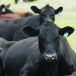 There is a trade risk of relying on the U.S. for more than 70 per cent of beef exports, but there is also a long history of free trade in North America. | File photo