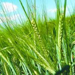 Federal Agriculture and Agri-Food Minister Lawrence MacAulay on June 12 announced $5,257,073 for the Canadian Barley Research Coalition. | File photo