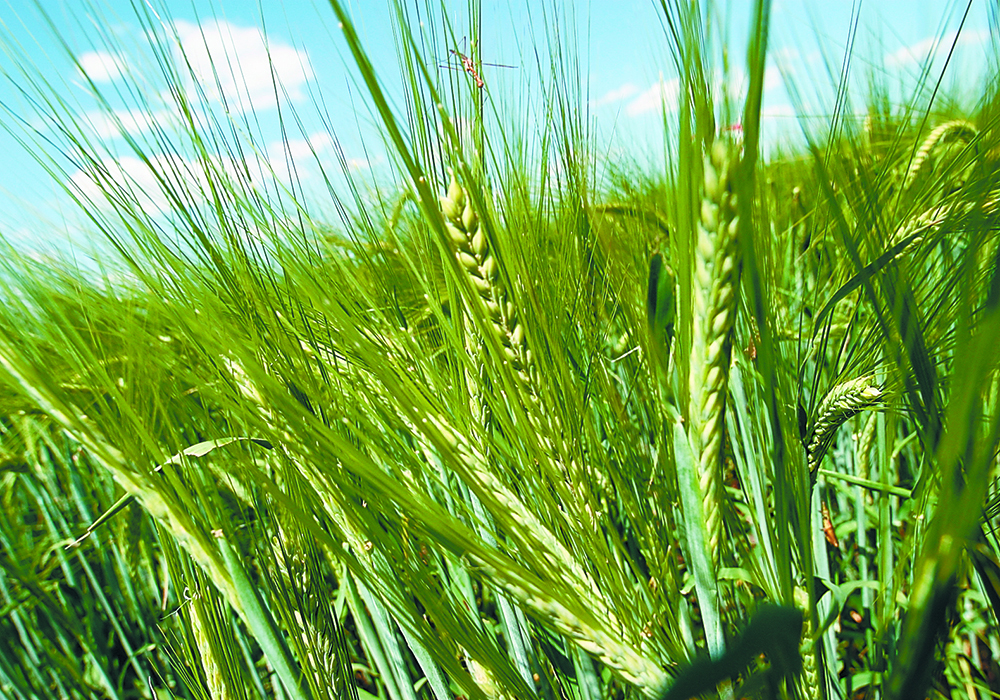 Federal Agriculture and Agri-Food Minister Lawrence MacAulay on June 12 announced $5,257,073 for the Canadian Barley Research Coalition. | File photo