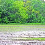 A burst of heavy rain falls on a field in southern Manitoba June 12. | Alexis Stockford photo