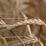 Australia’s loss could be Canada’s gain in the world’s largest barley market. | File photo