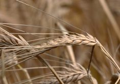 Australia’s loss could be Canada’s gain in the world’s largest barley market. | File photo