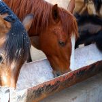 ADM Animal Nutrition’s prior two recalls covered chicken, swine and rabbit feed products. The latest expansion covers 55 additional products and includes feeds for horses, lambs and llamas. | Getty Images