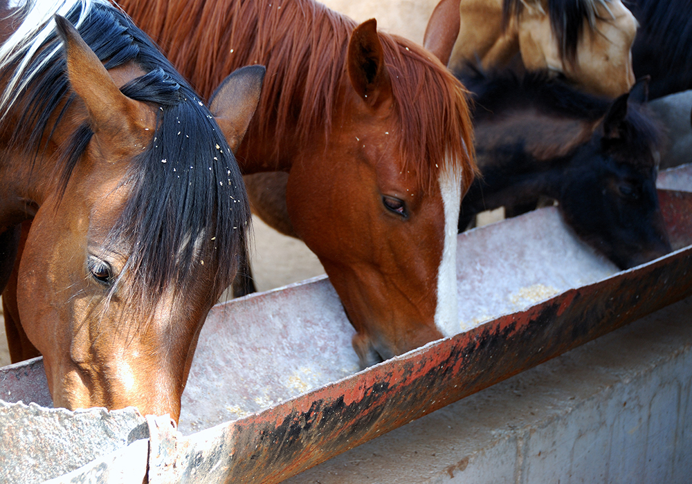 ADM Animal Nutrition’s prior two recalls covered chicken, swine and rabbit feed products. The latest expansion covers 55 additional products and includes feeds for horses, lambs and llamas. | Getty Images