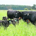 This herd of cows at Grazing Meadows Wagyu is controlled by a virtual fence. | John Greig photo
