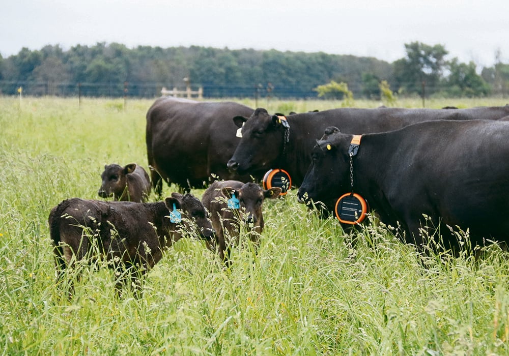 This herd of cows at Grazing Meadows Wagyu is controlled by a virtual fence. | John Greig photo