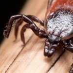 If you find ticks in your cattle herd, find out the species and see if there is an approved product or two or three that have tick control on the label. | Screencap via etick.ca