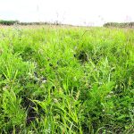 Cicer milkvetch is becoming more popular with producers, though it has a long establishment time. | Canadian Cattlemen file photo