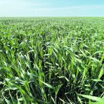 The Turkish Flour Industrialists Federation is forecasting 20 million tonnes of total wheat production, down two million tonnes from last year. That total includes durum wheat but there is no breakdown by class. | File photo