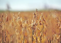 In a paper released June 20, Al Mussell of Agri-Food Economic Systems argues that Canadian ag policies should be focused on adaptation to a changing climate. One practical example could be soybeans. Leaders with Soy Canada have said that Saskatchewan could become a major producer of soybeans, thanks to a warming climate. | File photo