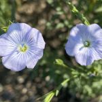 Russia shipped 400,668 tonnes of flax to the EU in 2023. That flax will need to find a new home due to the EU’s punitive duties. | Flie photo
