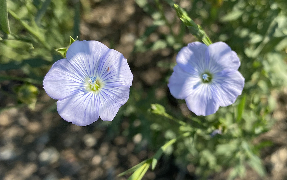 Russia shipped 400,668 tonnes of flax to the EU in 2023. That flax will need to find a new home due to the EU’s punitive duties.  |  Flie photo