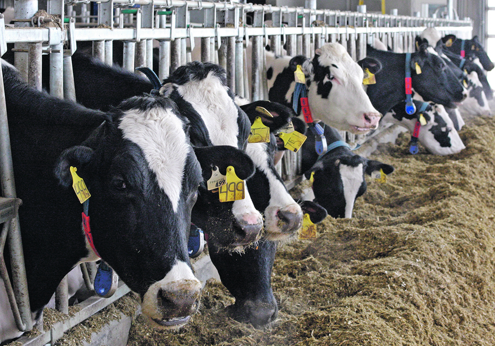One tablespoon of Bovaer per lactating dairy cow a day can reduce methane emissions by about 30 percent, or about 1.2 tonnes of carbon dioxide equivalent emissions annually, the company said. | File photo