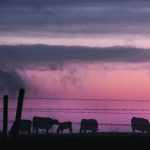 The comment period recently closed for the standards proposed by the Canadian Sustainability Standards Board (CSSB), and Tammy Nemeth, an environmental, social and governance analyst based in the United Kingdom, said producers should be worried. | File photo