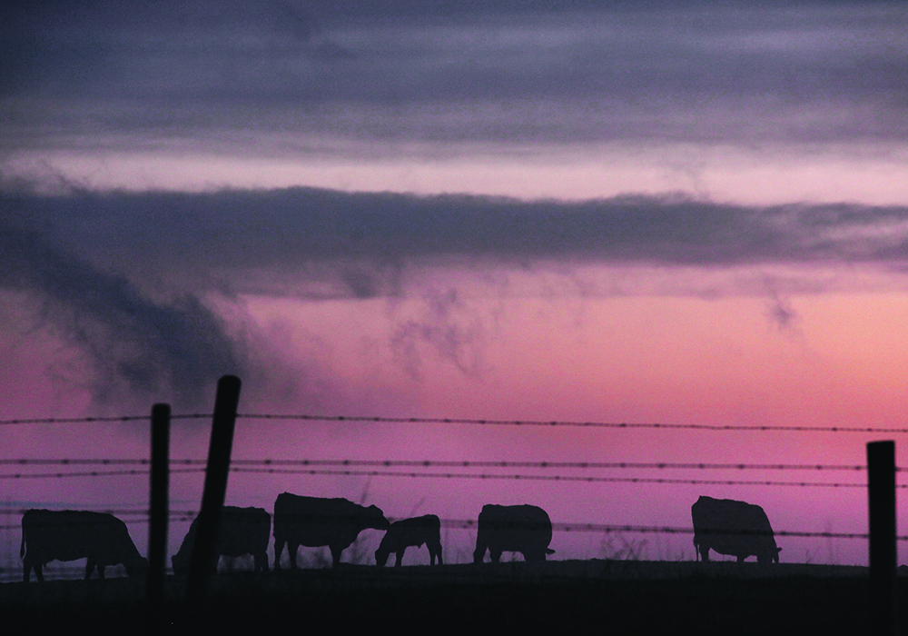 The comment period recently closed for the standards proposed by the Canadian Sustainability Standards Board (CSSB), and Tammy Nemeth, an environmental, social and governance analyst based in the United Kingdom, said producers should be worried. | File photo
