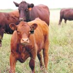 A new documentary produced by an international agricultural company tackles the criticism that animal agriculture faces. | File photo