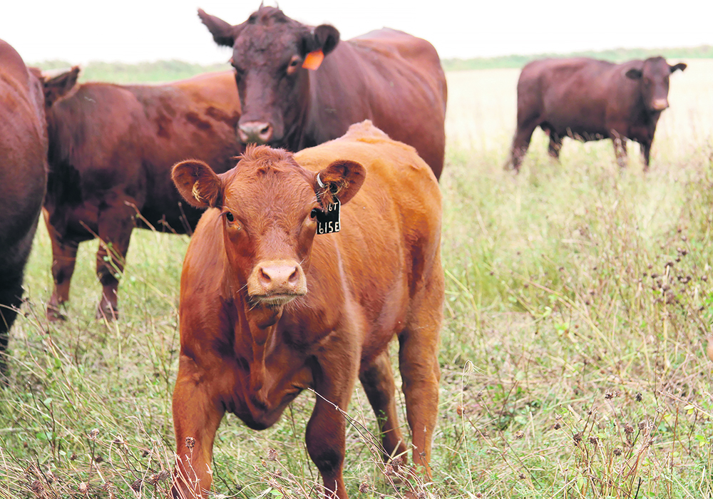 A new documentary produced by an international agricultural company tackles the criticism that animal agriculture faces.  |  File photo