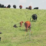 Lab tests helped veterinarians identify the bacteria Yersinia pseudotuberculosis as the cause of unusual cases of diarrhea and death in cattle, including in cows and calves on pasture. | File photo