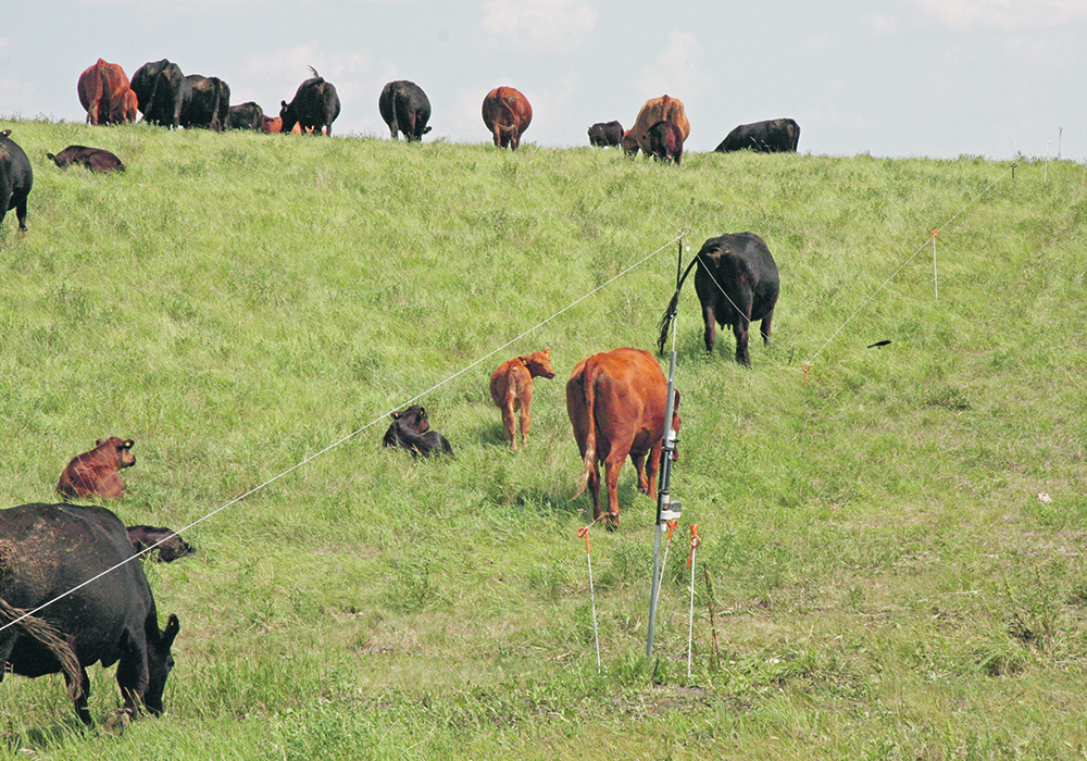 Lab tests helped veterinarians identify the bacteria Yersinia pseudotuberculosis as the cause of unusual cases of diarrhea and death in cattle, including in cows and calves on pasture.  |  File photo