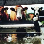 The Beef Cattle Research Council has a water system calculator to help producers decide which water systems would be most beneficial to their operation | File photo