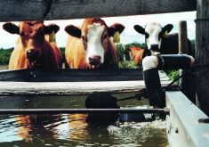 The Beef Cattle Research Council has a water system calculator to help producers decide which water systems would be most beneficial to their operation  |  File photo