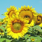 Sunflowers can make a good forage crop because they thrive under competition and “cattle love eating the heads.” However, the stalks can make seeding difficult the following year because cattle won’t eat them. | File photo