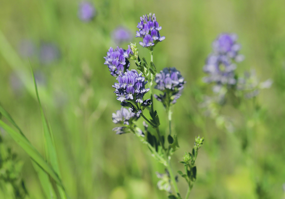 This alfalfa is at the 80 to 90 per cent flowering stage. Full bloom is the safest stage of alfalfa to graze cattle. | Debra Murphy photo