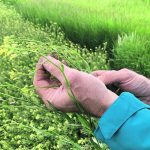 Darcy Friesen of Langham, Sask., is happy with his first crop of winter camelina from Smart Earth Camelina Corp. This image was taken June 12. | Paul Yanko photo