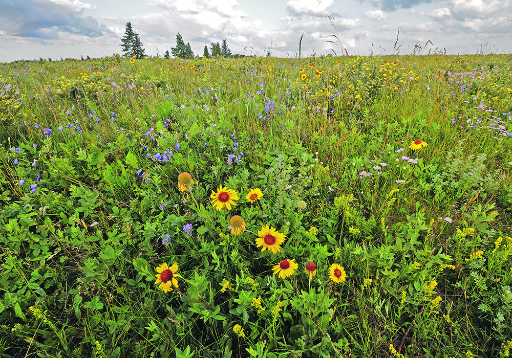 The abundance of wildflowers makes a trip to the Cypress Hills Interprovincial Park on the Saskatchewan-Alberta border worthwhile this year.  |  Robin & Arlene Karpan photo