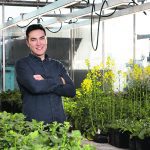 Boyd Mori, a University of Alberta entomologist, is working on multiple projects connected to flea beetles and canola this summer. Preliminary results from one project suggest that neonicotinoid seed treatments are still effective against flea beetles. | University of Alberta photo