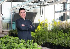 Boyd Mori, a University of Alberta entomologist, is working on multiple projects connected to flea beetles and canola this summer. Preliminary results from one project suggest that neonicotinoid seed treatments are still effective against flea beetles.  |  University of Alberta photo