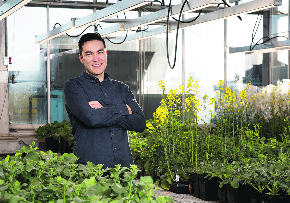 Boyd Mori, a University of Alberta entomologist, is working on multiple projects connected to flea beetles and canola this summer. Preliminary results from one project suggest that neonicotinoid seed treatments are still effective against flea beetles.  |  University of Alberta photo